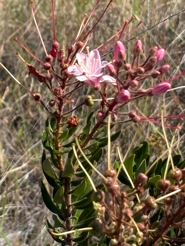Bejaria aestuans