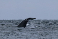 Eubalaena glacialis