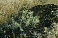 Opuntia triacanthos