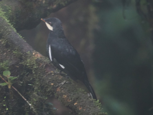 Black Solitaire (Entomodestes coracinus), photo 8