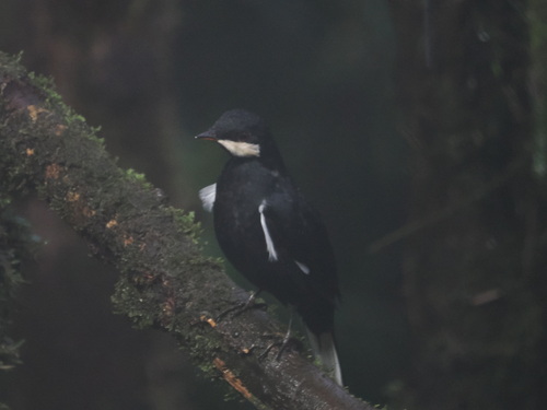Black Solitaire (Entomodestes coracinus), photo 10