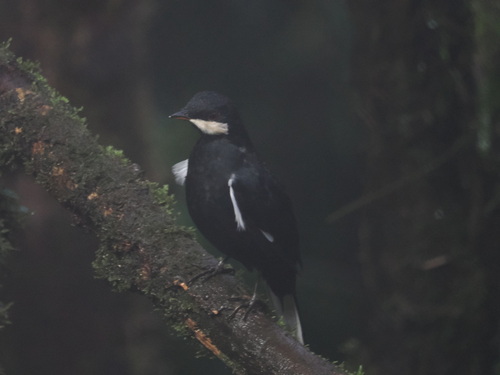 Black Solitaire (Entomodestes coracinus), photo 2