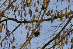 Turkish Hazel (Corylus colurna)