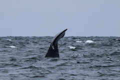Eubalaena glacialis
