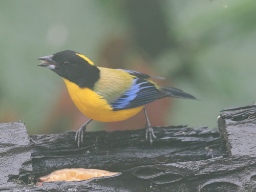 Black-chinned Mountain Tanager (Anisognathus notabilis)