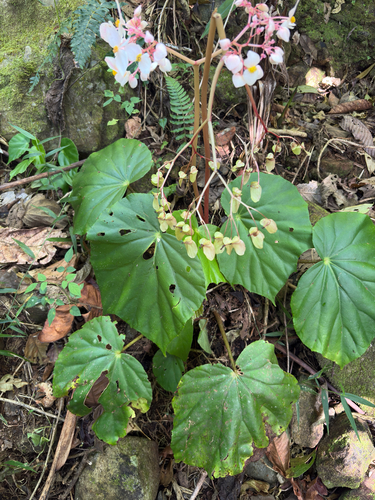 Begonia urophylla