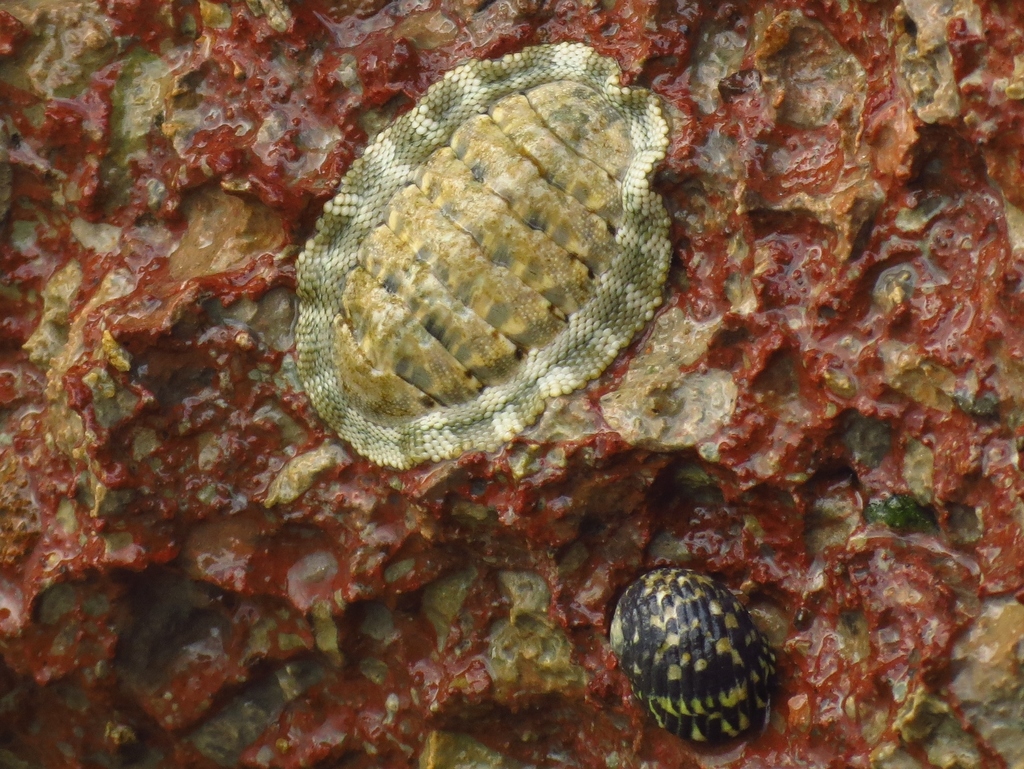 Squamose Chiton