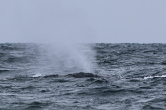 Eubalaena glacialis