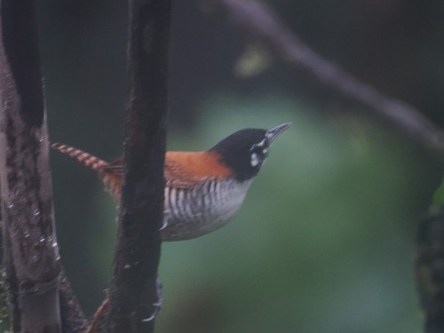Bay Wren (Cantorchilus nigricapillus), photo 1