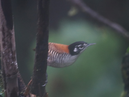 Bay Wren (Cantorchilus nigricapillus), photo 2