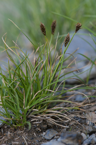 Carex pyrenaica iNat (1)