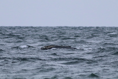 Eubalaena glacialis