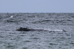 Eubalaena glacialis