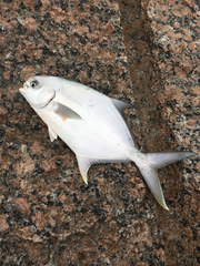 Trachinotus carolinus