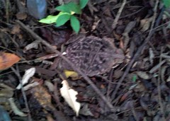 Rhinella diptycha