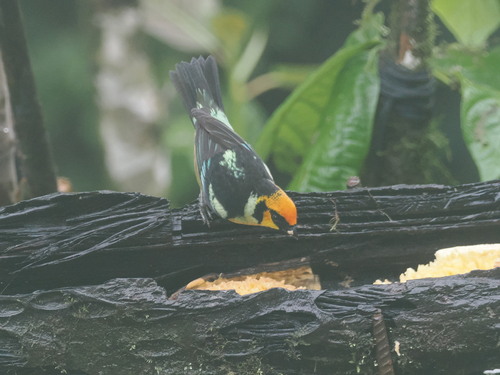 Flame-faced Tanager (Tangara parzudakii), photo 4