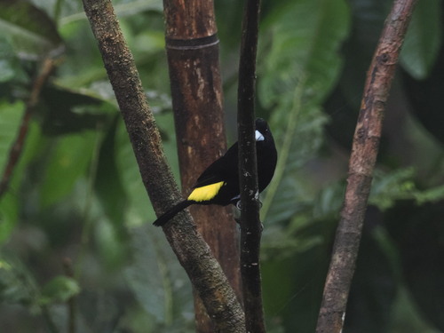 Flame-rumped Tanager (Ramphocelus flammigerus), photo 6