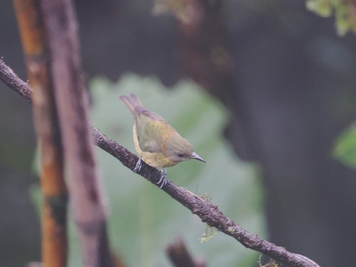 Golden-collared Honeycreeper (Iridophanes pulcherrimus), photo 2