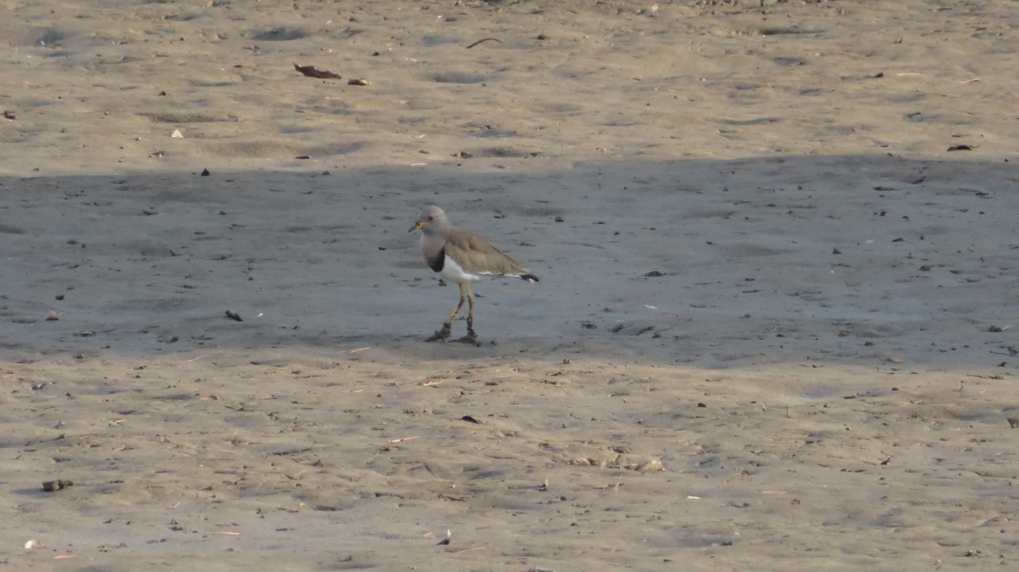 Grey-headed Lapwing (Vanellus cinereus), photo 2
