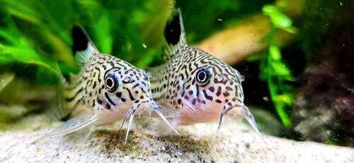 Threestripe corydoras (Corydoras trilineatus) — Callichthyidae — 2