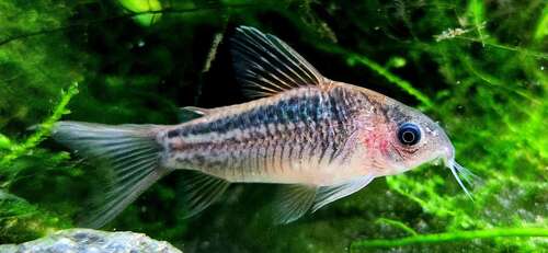 Elegant corydoras (Corydoras elegans) — Callichthyidae