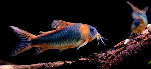 Horseman's corydoras (Corydoras eques) — Callichthyidae — 3