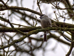 Poecile palustris