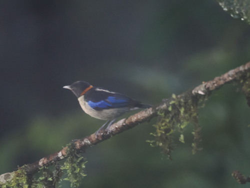 Golden-collared Honeycreeper (Iridophanes pulcherrimus), photo 10