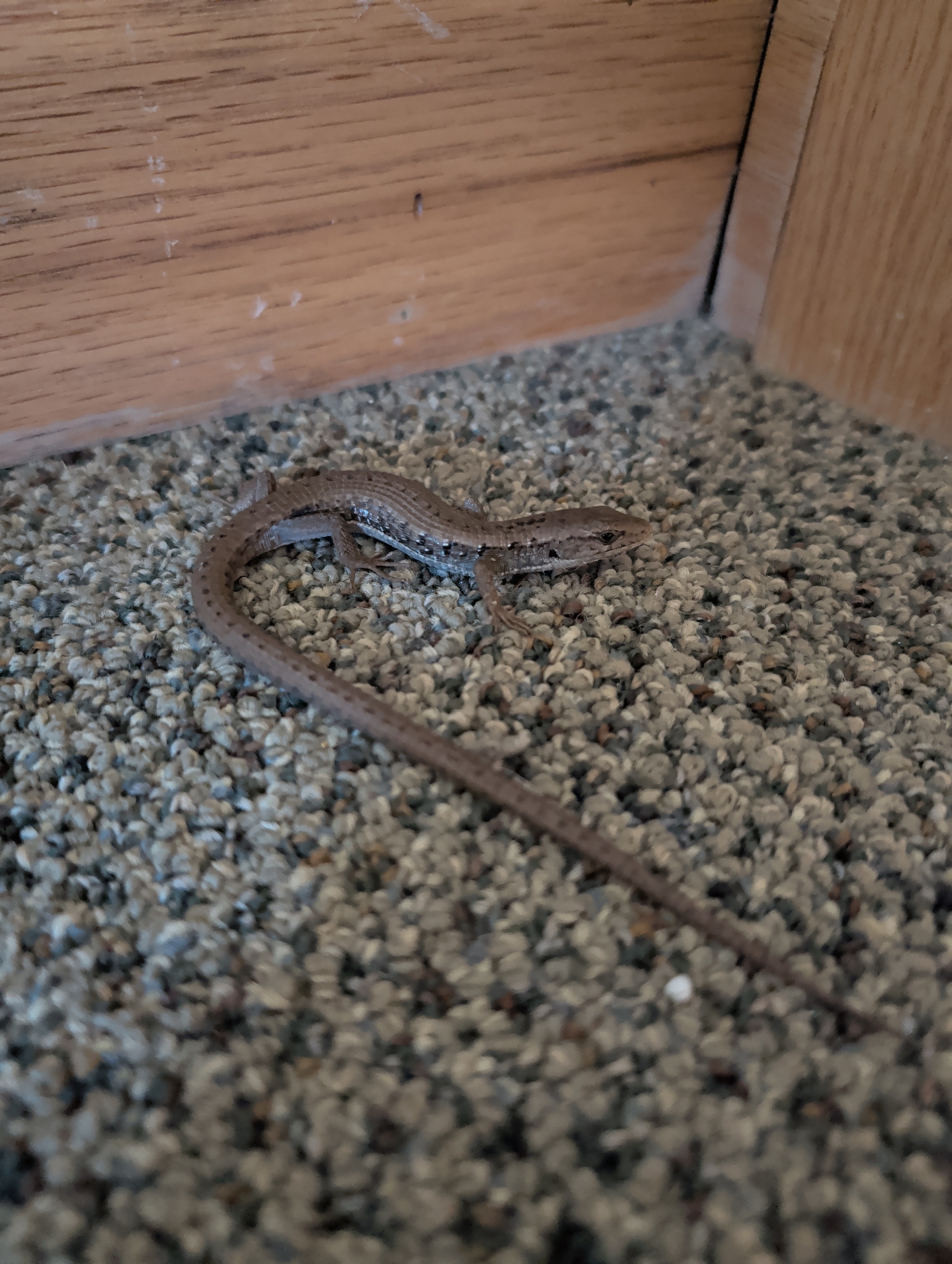 Elgaria coerulea (Wiegmann, 1828)