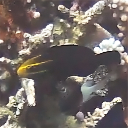 Chlorurus gibbus