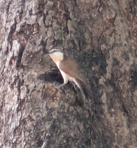 Bicolored Wren (Campylorhynchus griseus), photo 3