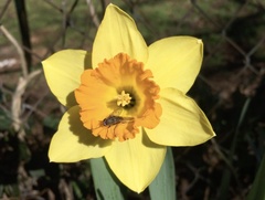 Narcissus × incomparabilis