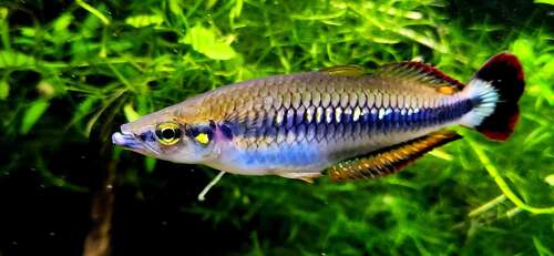 Zona (Bedotia madagascariensis) — Bedotiidae
