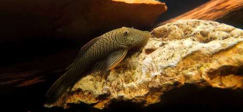Rubber Lip Pleco
