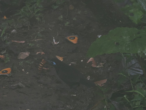 Zeledon's Antbird (Hafferia zeledoni), photo 1