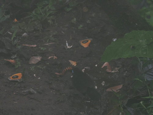 Zeledon's Antbird (Hafferia zeledoni), photo 2