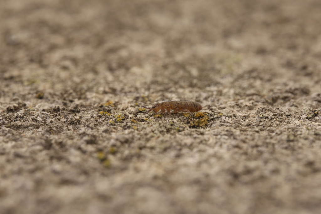 Waterfall Springtails from 1200 W Washington St, Indianapolis, IN 46222 ...