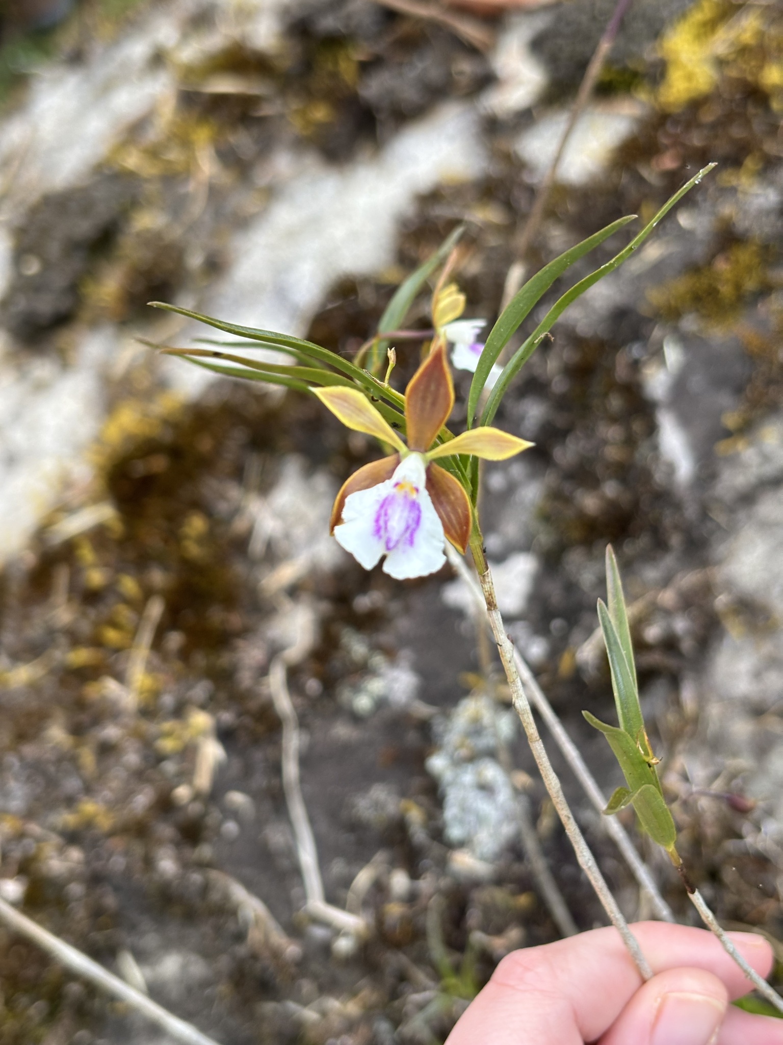 Epidendrum tetraceros Rchb.f.