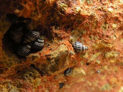 Echinolittorina interrupta