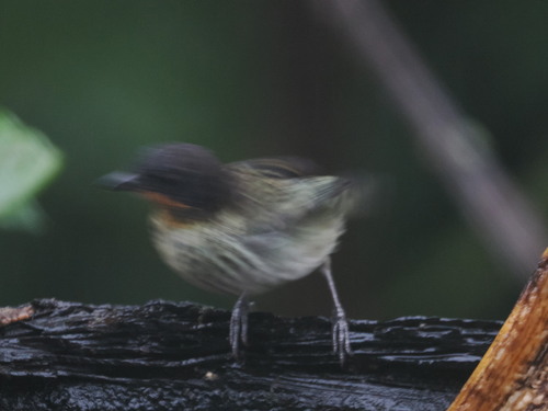 Rufous-throated Tanager (Ixothraupis rufigula), photo 10