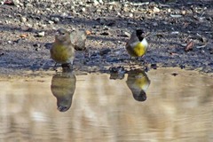 Lawrence's Goldfinch photo 5