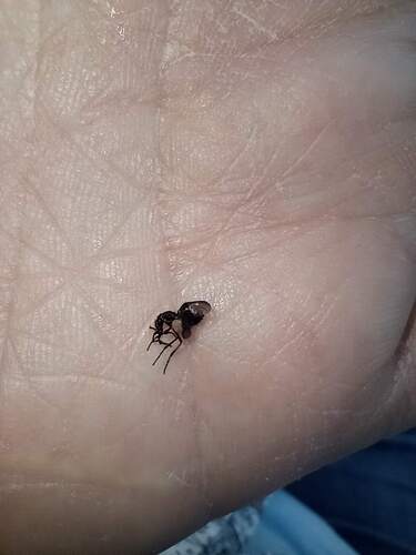 Unknown species found near Bay Lake, FL, USA