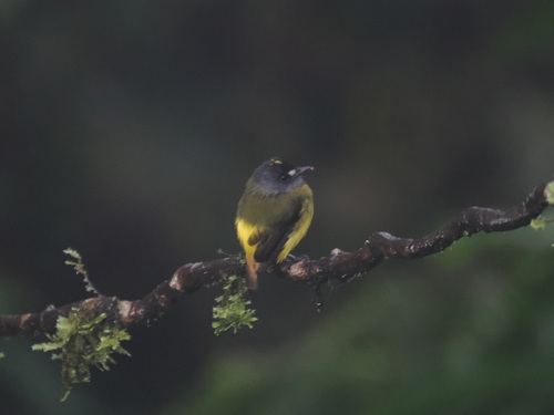 Ornate Flycatcher (Myiotriccus ornatus), photo 3