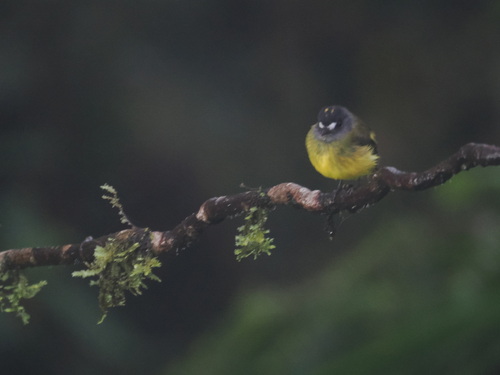 Ornate Flycatcher (Myiotriccus ornatus), photo 4