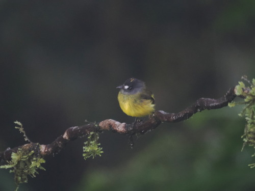 Ornate Flycatcher (Myiotriccus ornatus), photo 9