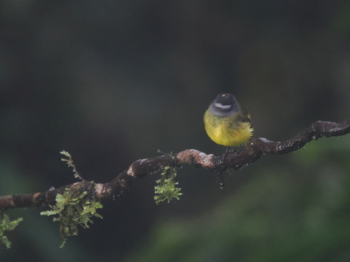 Ornate Flycatcher (Myiotriccus ornatus), photo 10