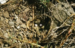 Hemidactylus palaichthus