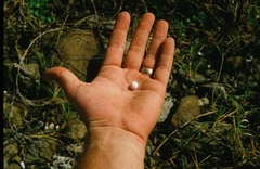 Hemidactylus palaichthus