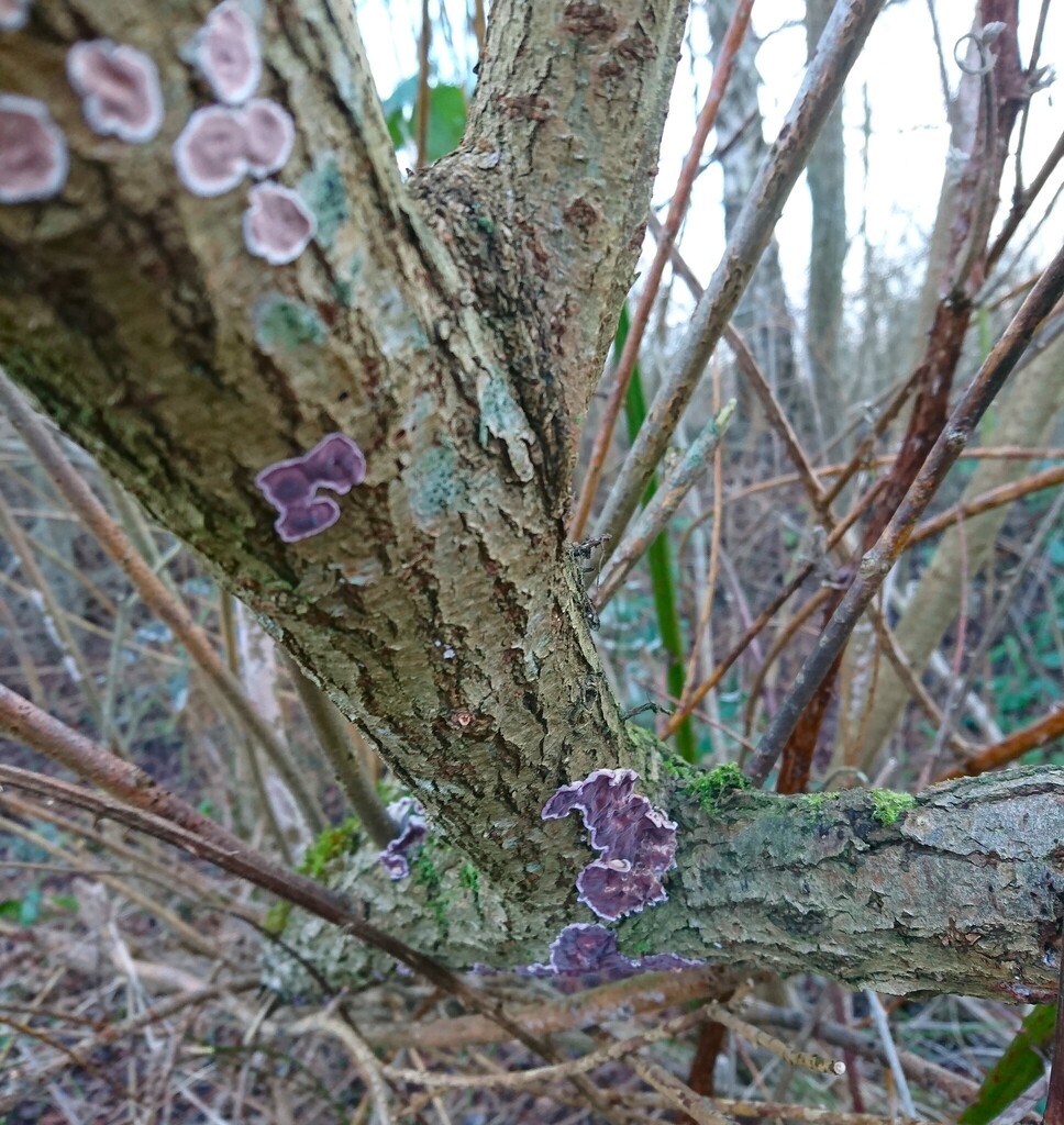 Chondrostereum purpureum · January 2026 · photo: © jadekf (iNaturalist, cc0)