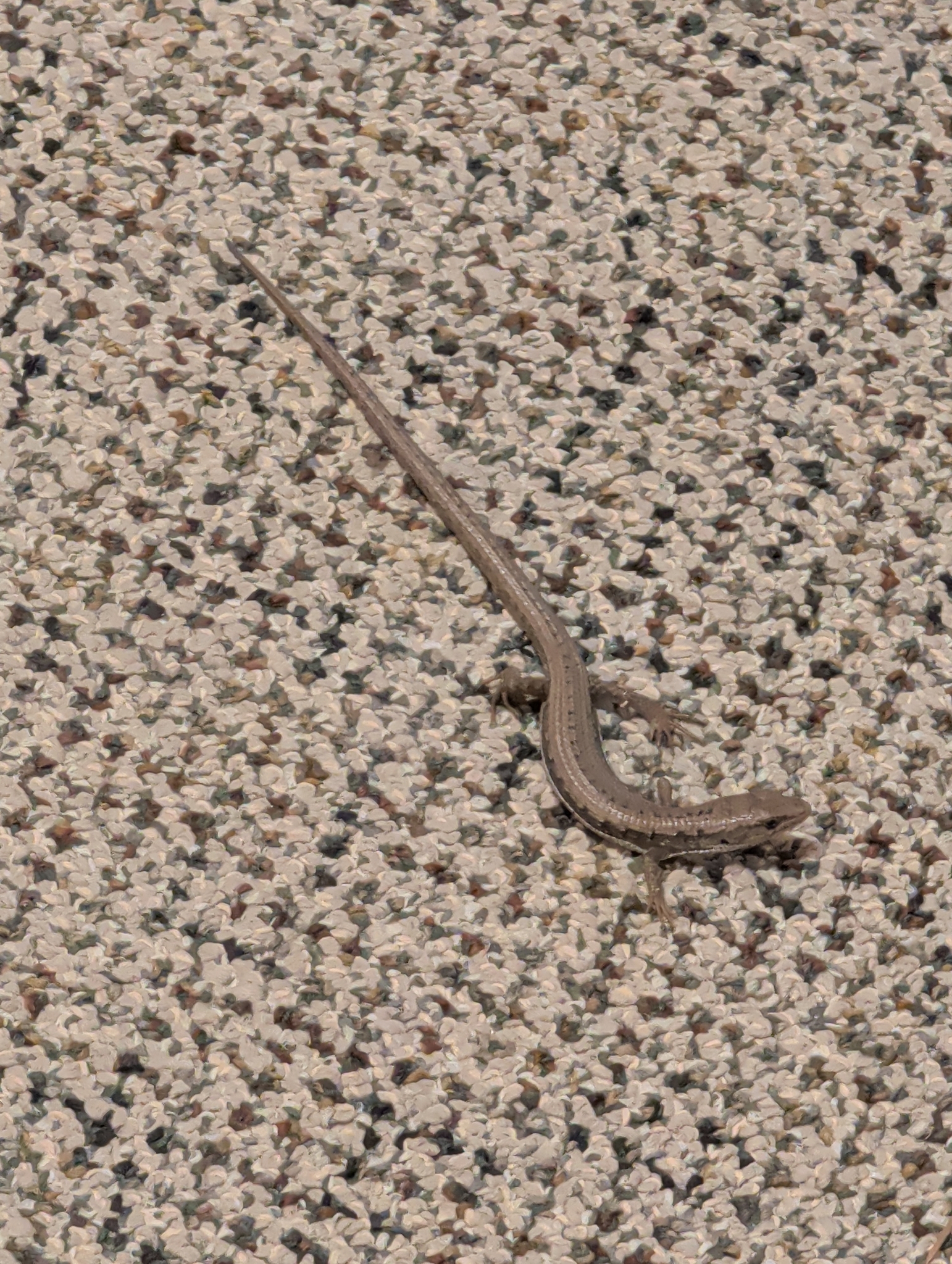 Elgaria coerulea (Wiegmann, 1828)